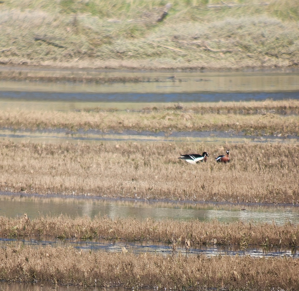 Rothalsgans - ML647756537