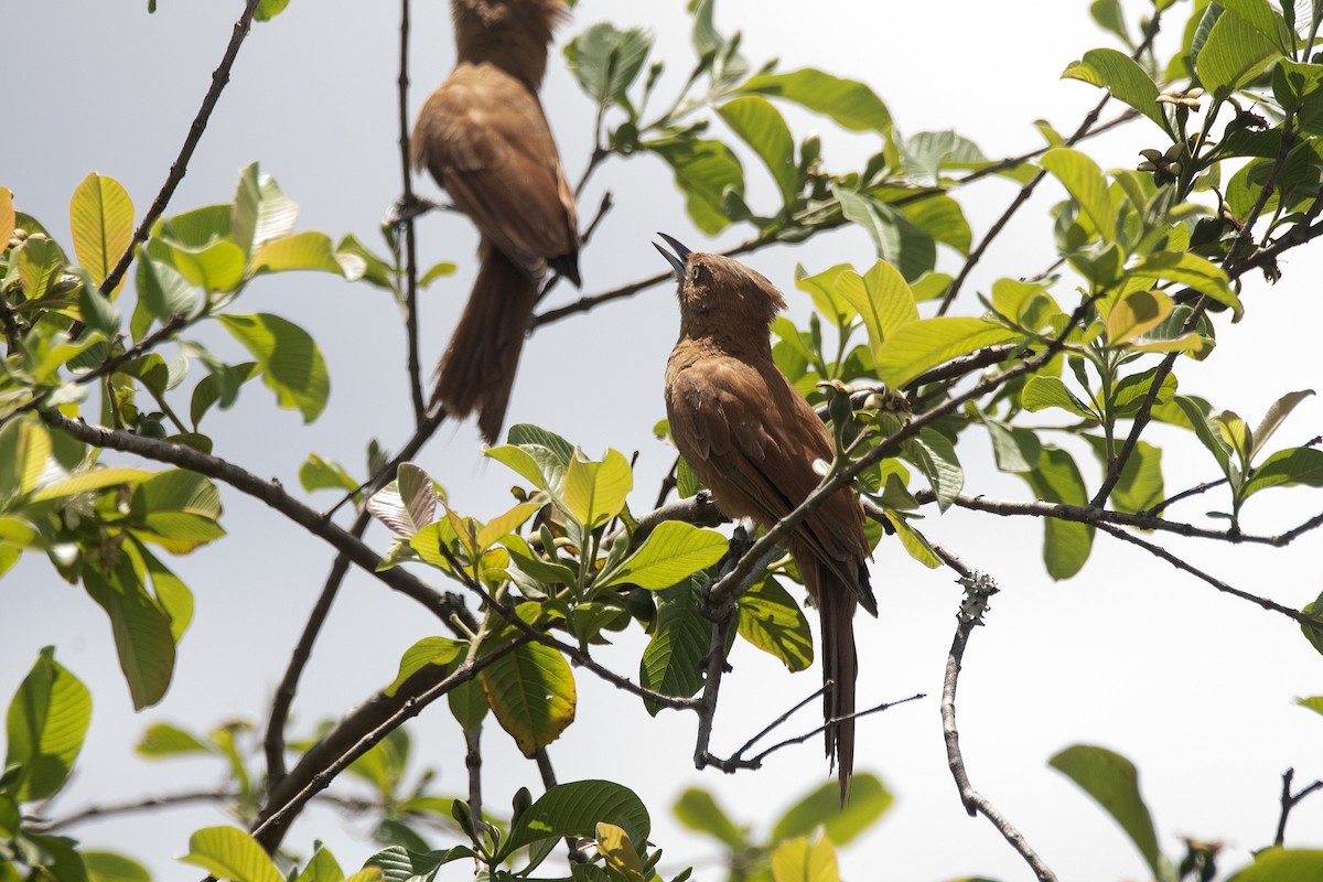 Zimthaubenläufer - ML647756538