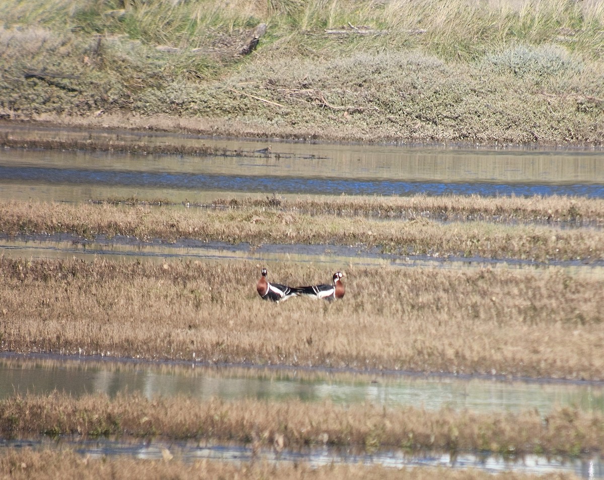 Rothalsgans - ML647756539