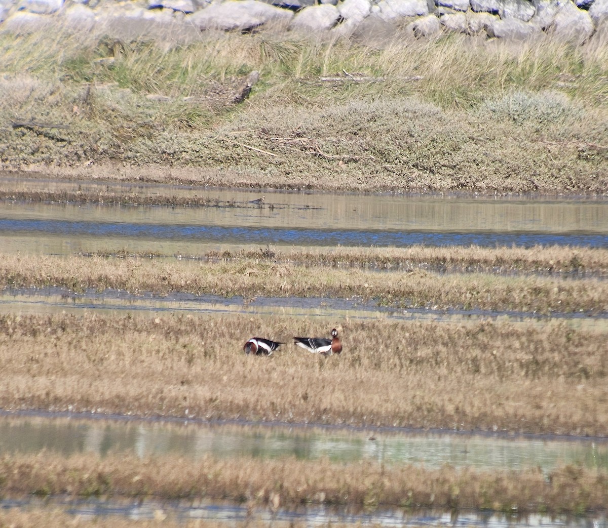 Rothalsgans - ML647756540