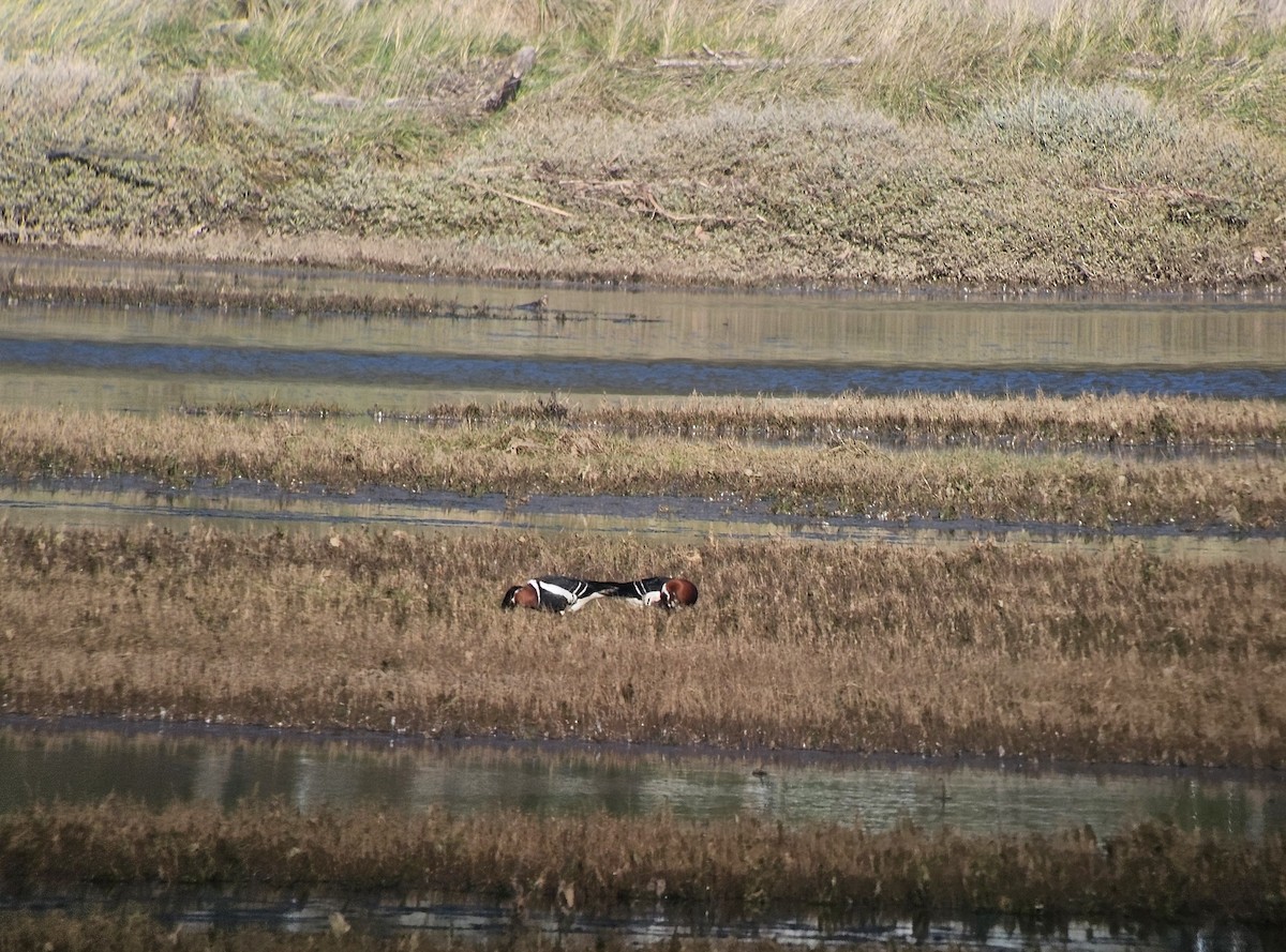 Rothalsgans - ML647756541