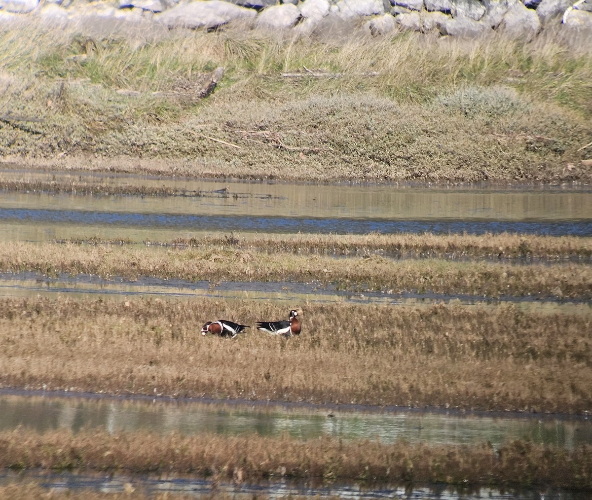 Rothalsgans - ML647756542