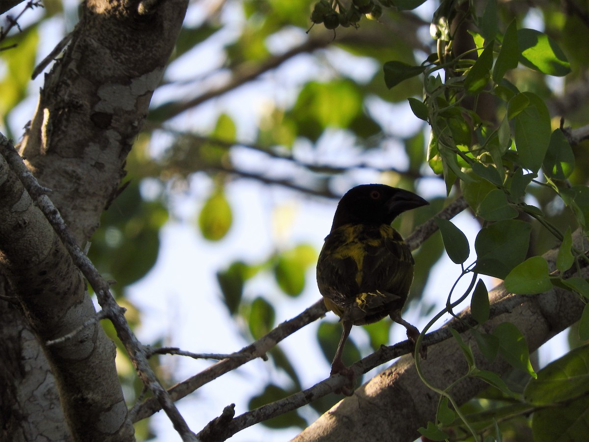 Dorfweber - ML647756545