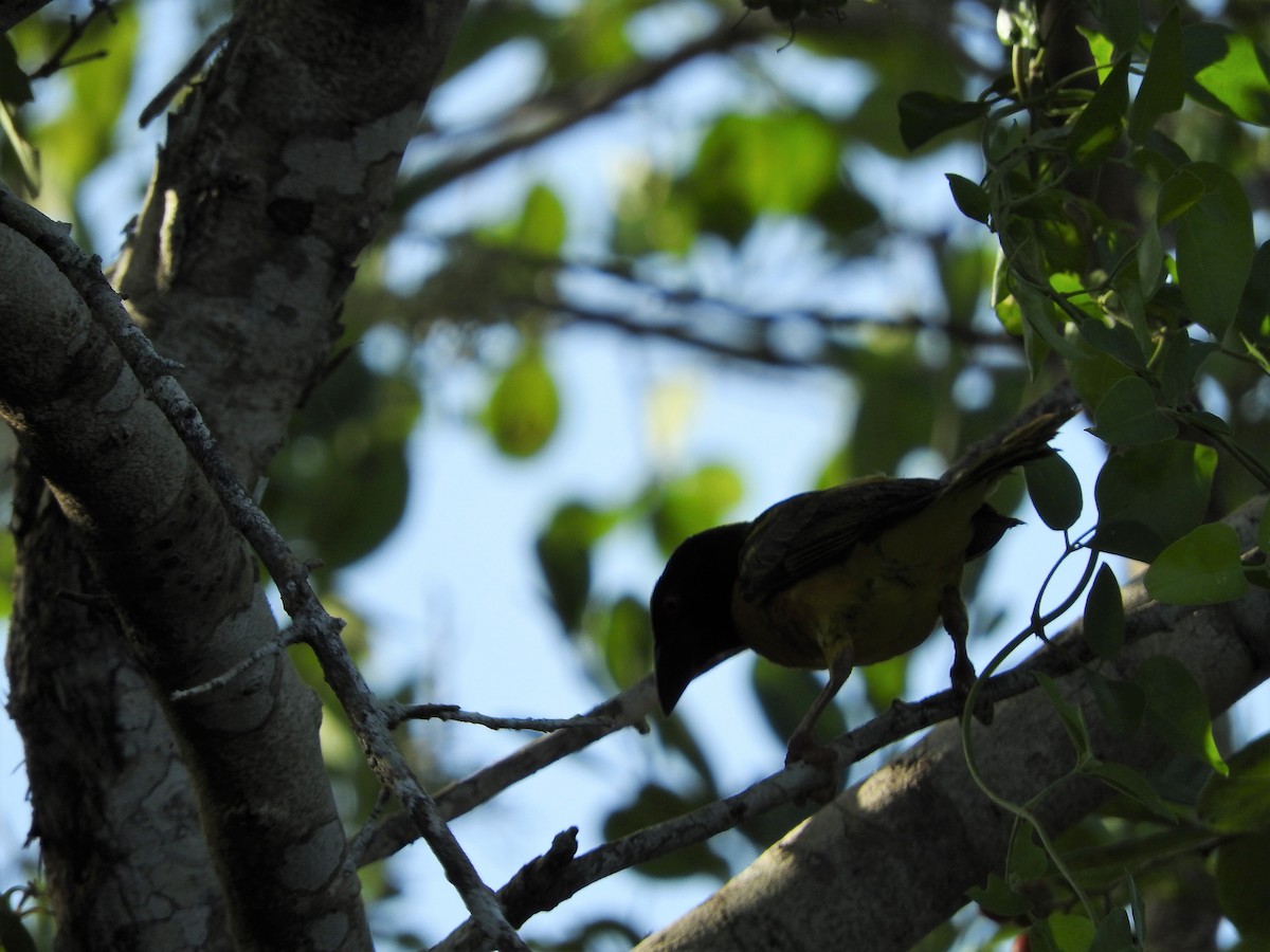 Dorfweber - ML647756546