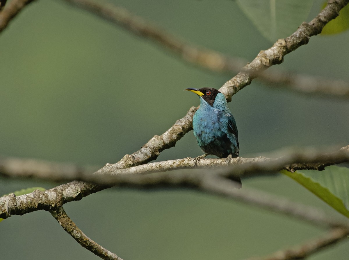 Kappennaschvogel - ML647756548