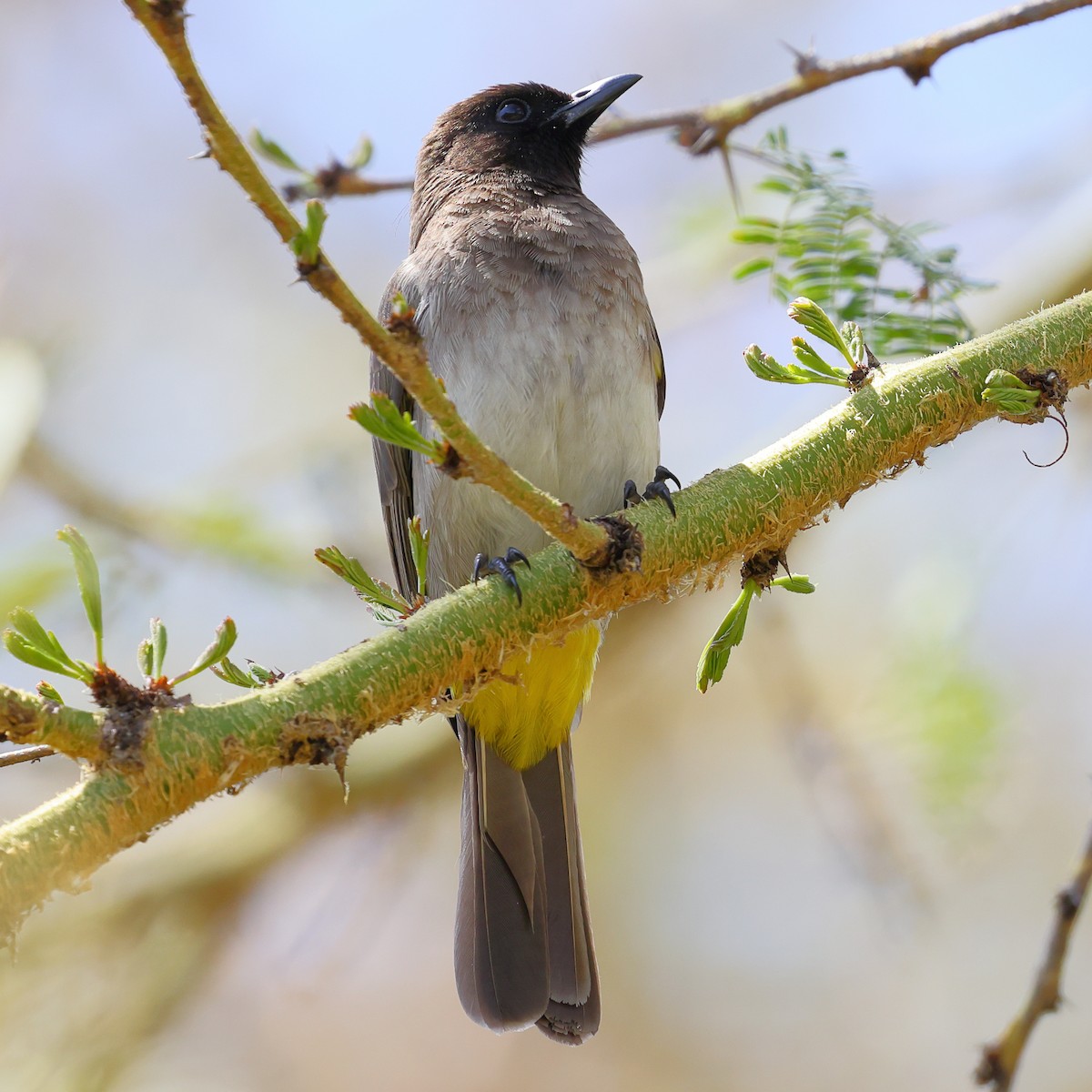 Graubülbül - ML647756552