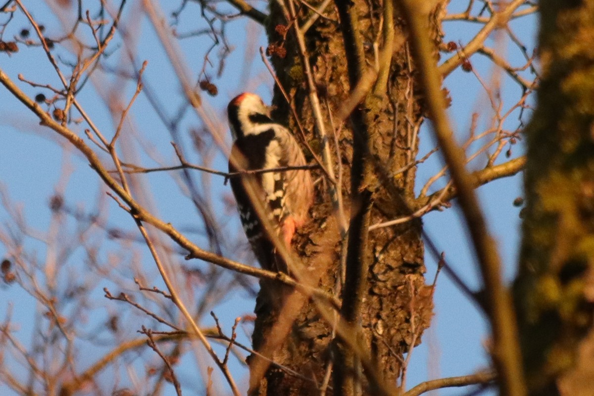 Mittelspecht - ML647756553