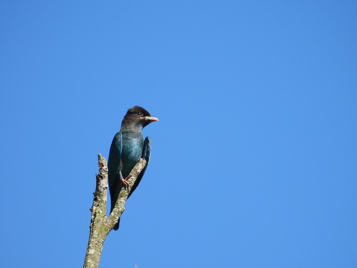 Türkisracke - ML647756554