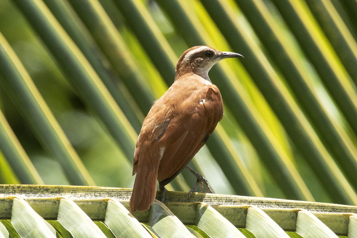 Schwarzspitzentöpfer - ML647756555