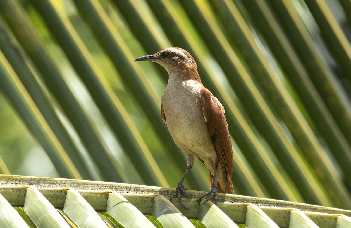 Schwarzspitzentöpfer - ML647756556
