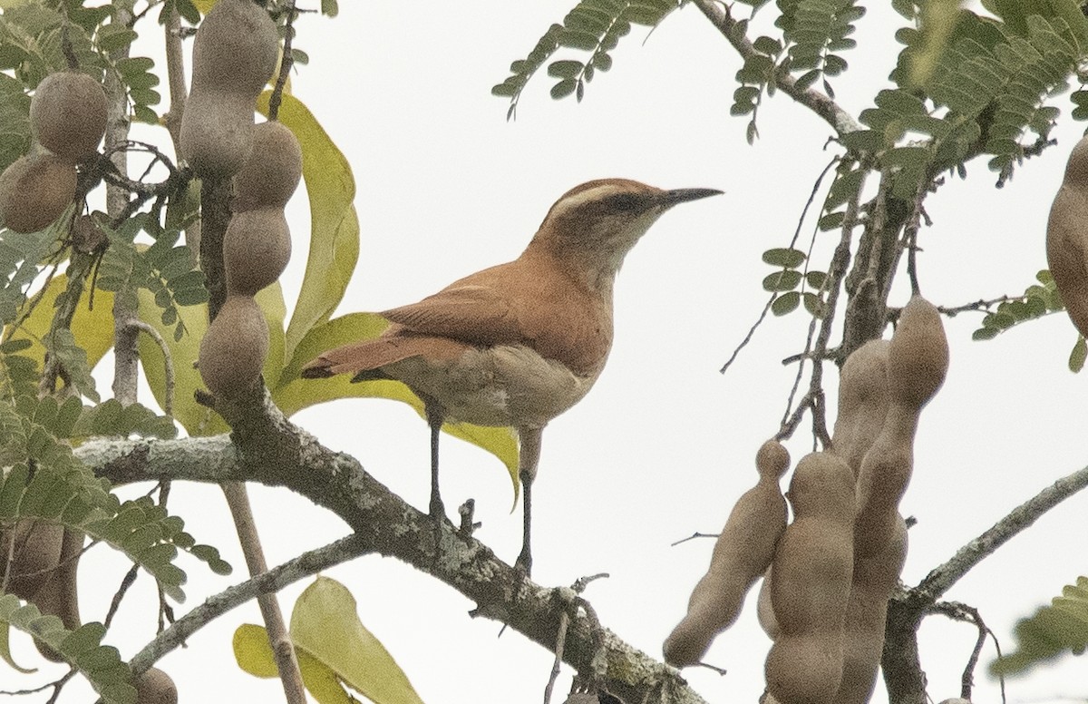 Schwarzspitzentöpfer - ML647756560