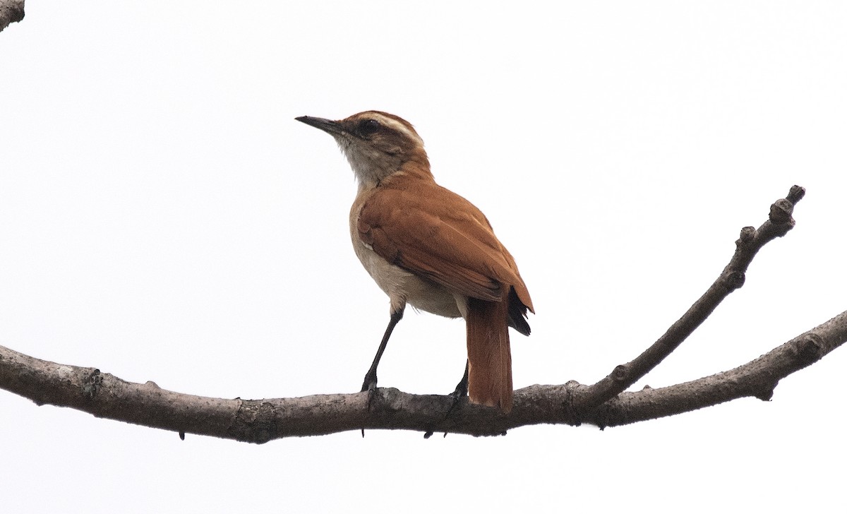 Schwarzspitzentöpfer - ML647756561