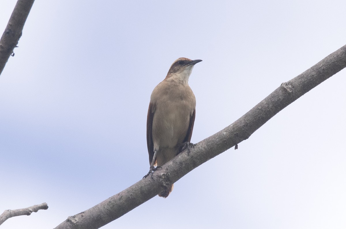 Schwarzspitzentöpfer - ML647756562