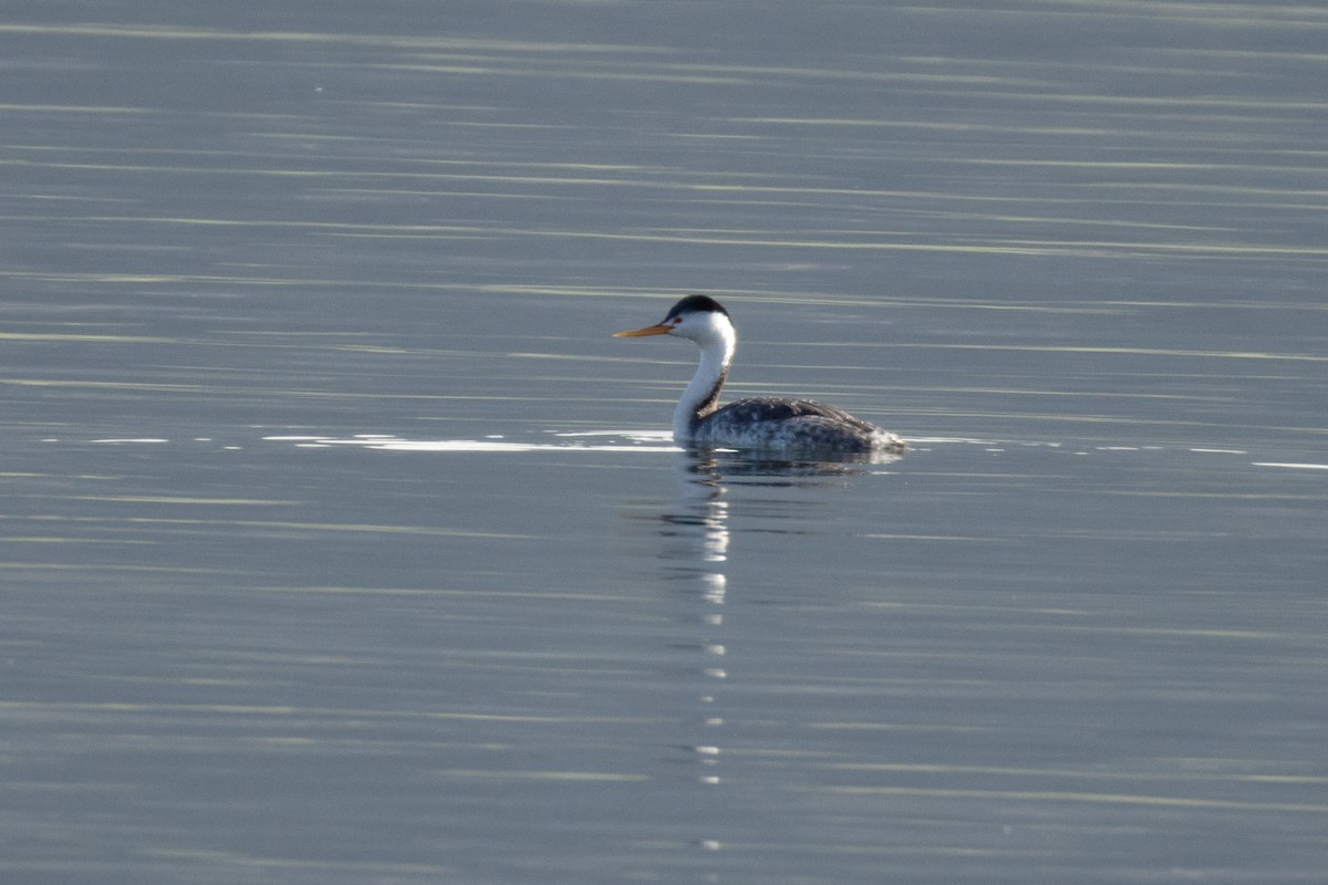 Clarktaucher - ML647756563