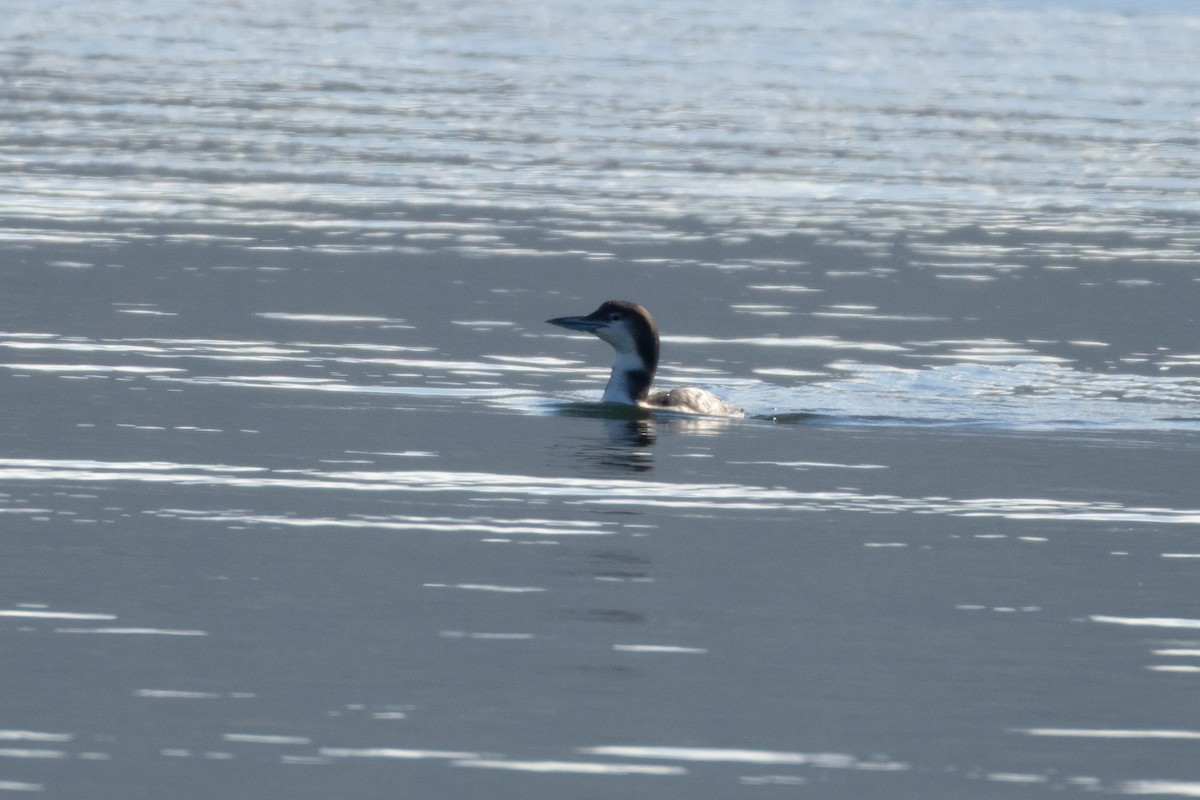 Common Loon - ML647756576