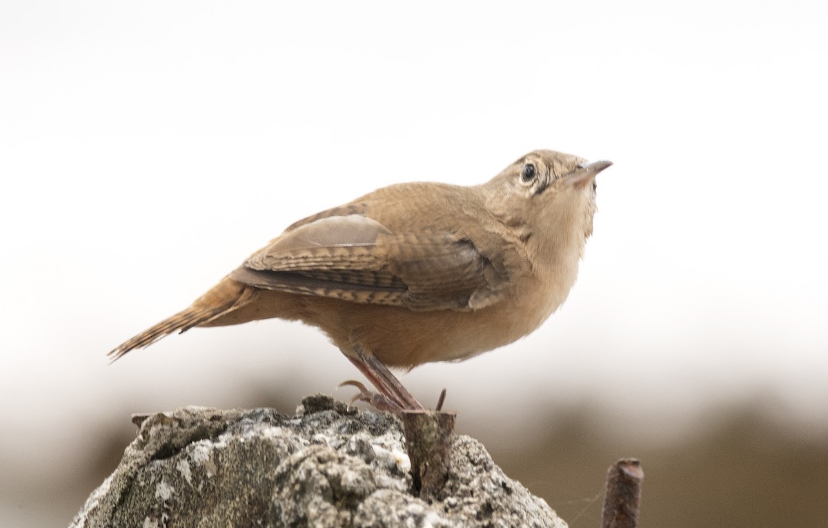 Southern House Wren (cis-Andean) - ML647756578