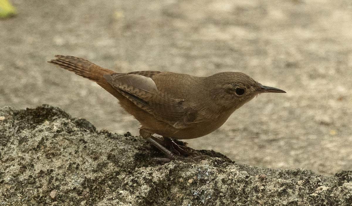 Southern House Wren (cis-Andean) - ML647756579