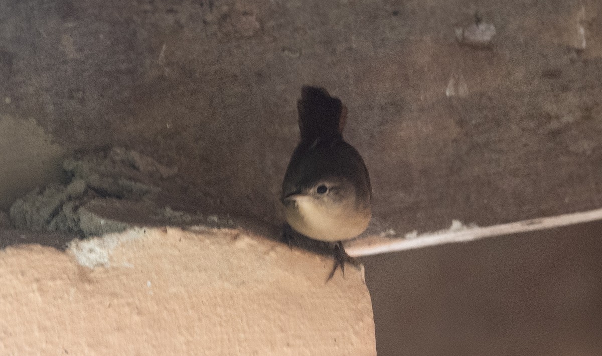Southern House Wren (cis-Andean) - ML647756580