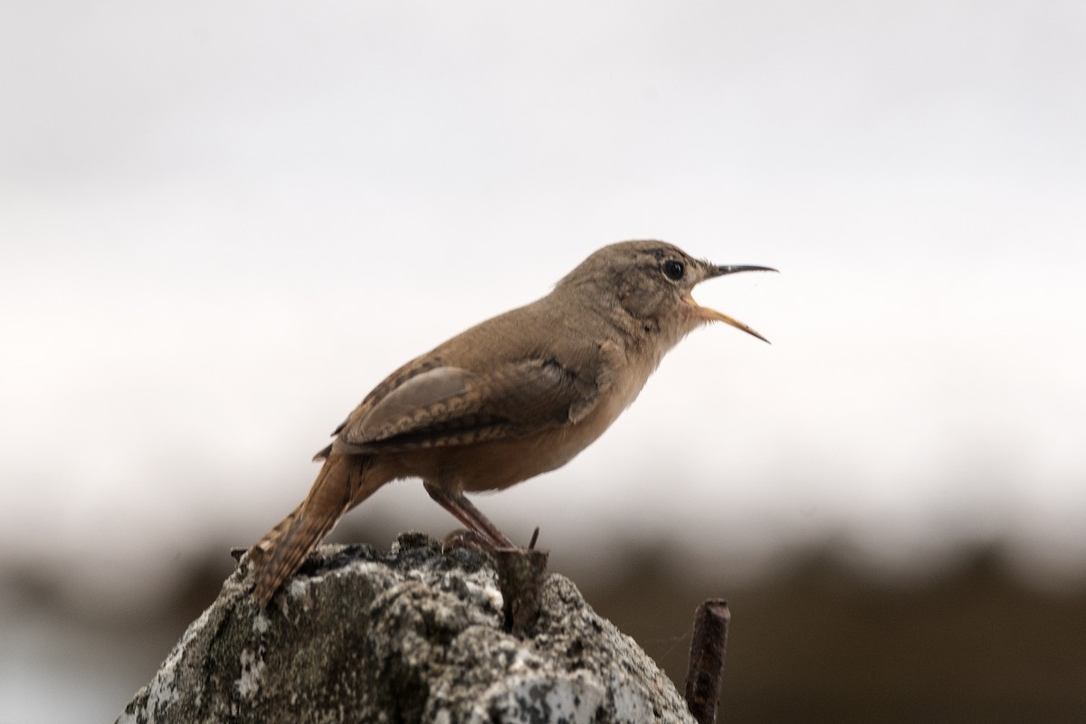 Southern House Wren (cis-Andean) - ML647756581