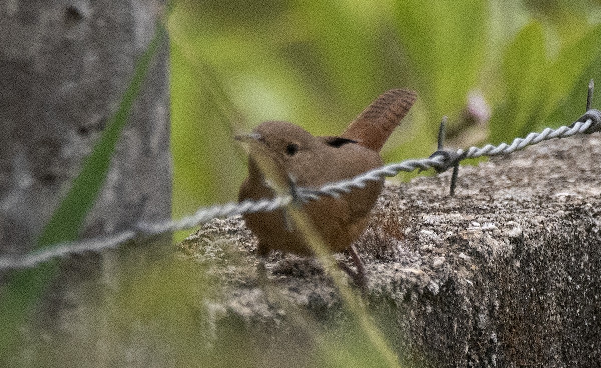 Southern House Wren (cis-Andean) - ML647756582
