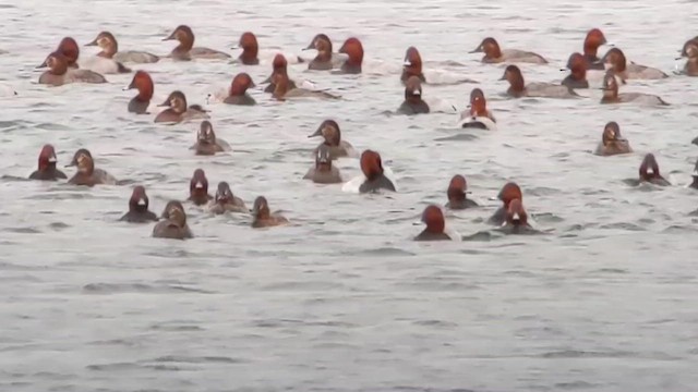 צולל ארוך-צוואר - ML647756586