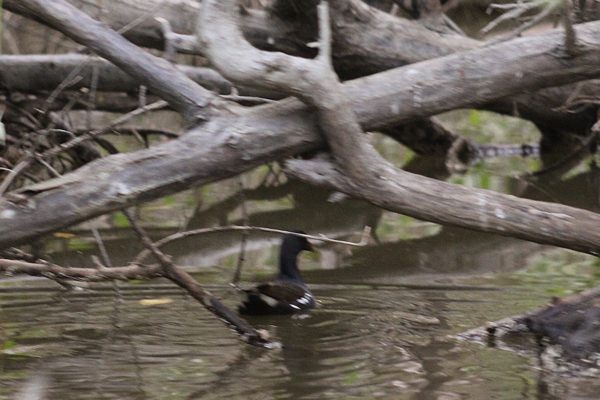 Курочка латиноамериканська - ML647756600