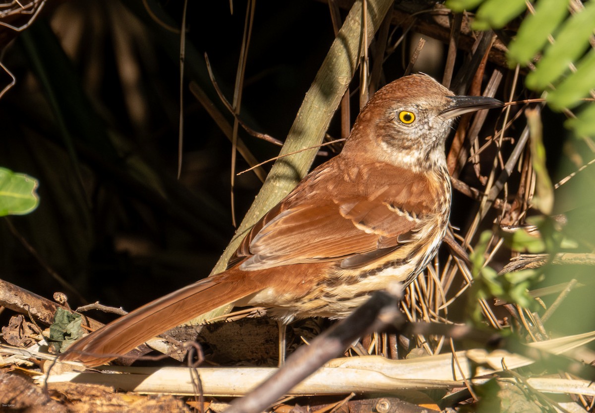 Brown Thrasher - ML647756606