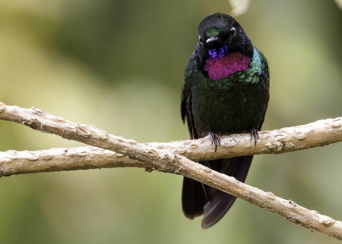 Tourmaline Sunangel - ML647756609