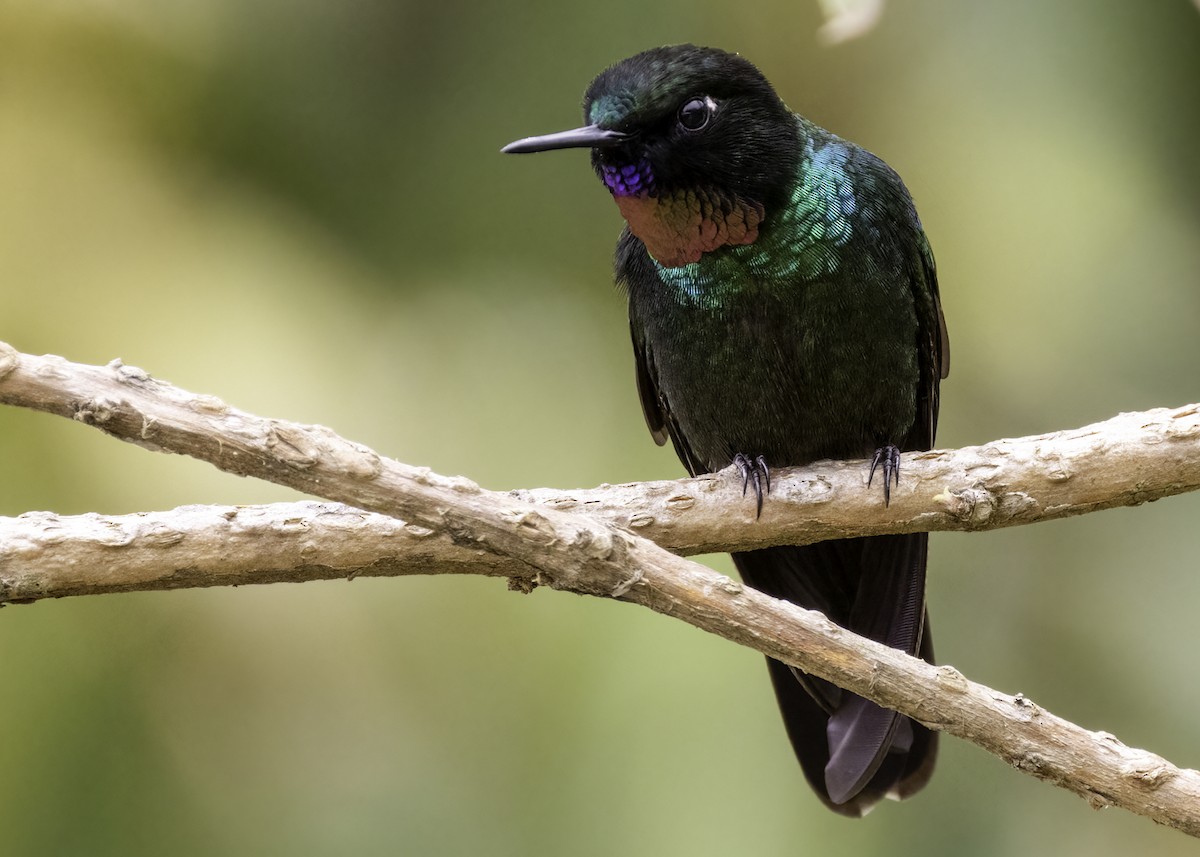 Tourmaline Sunangel - ML647756610