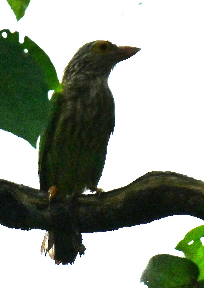 Barbu rayé - ML647756633