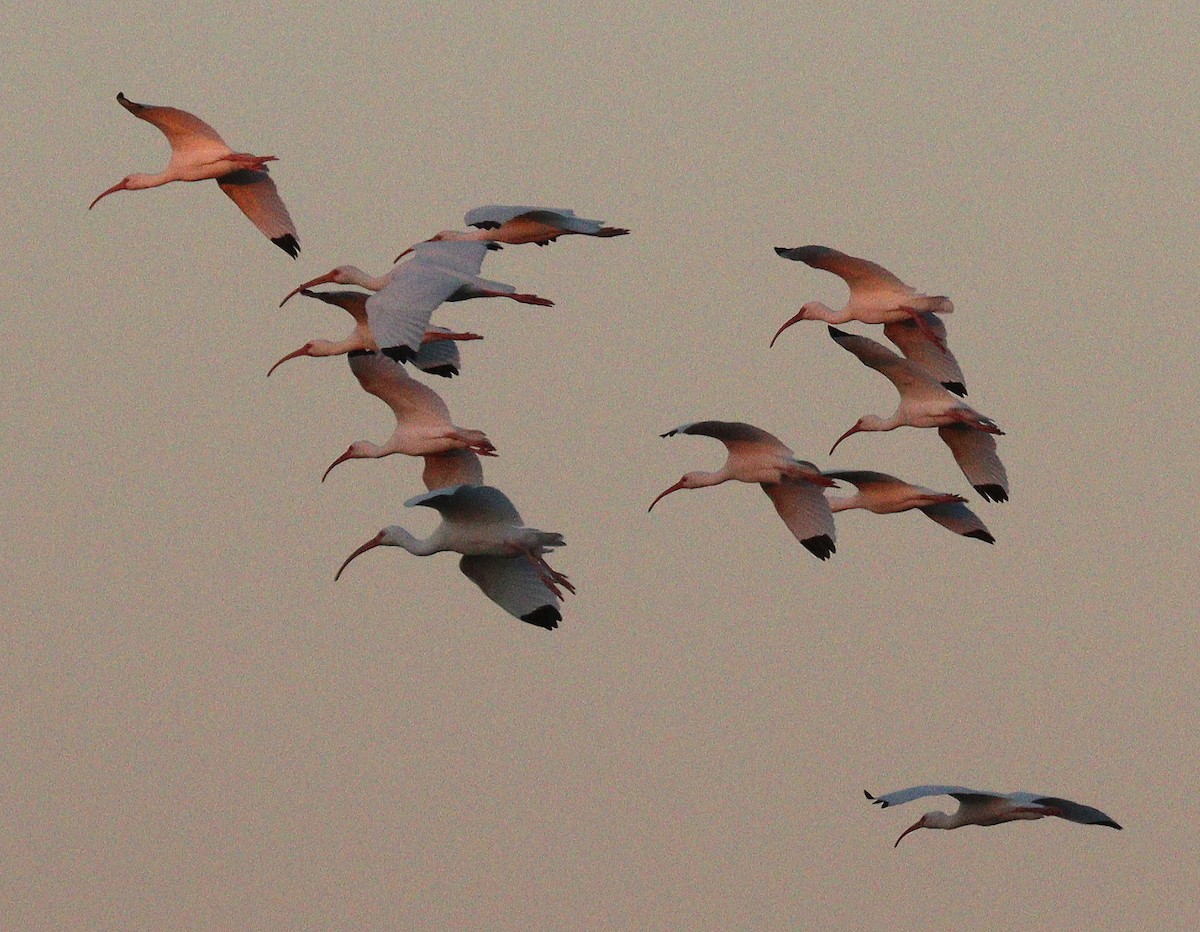 Corocoro Blanco - ML647756648