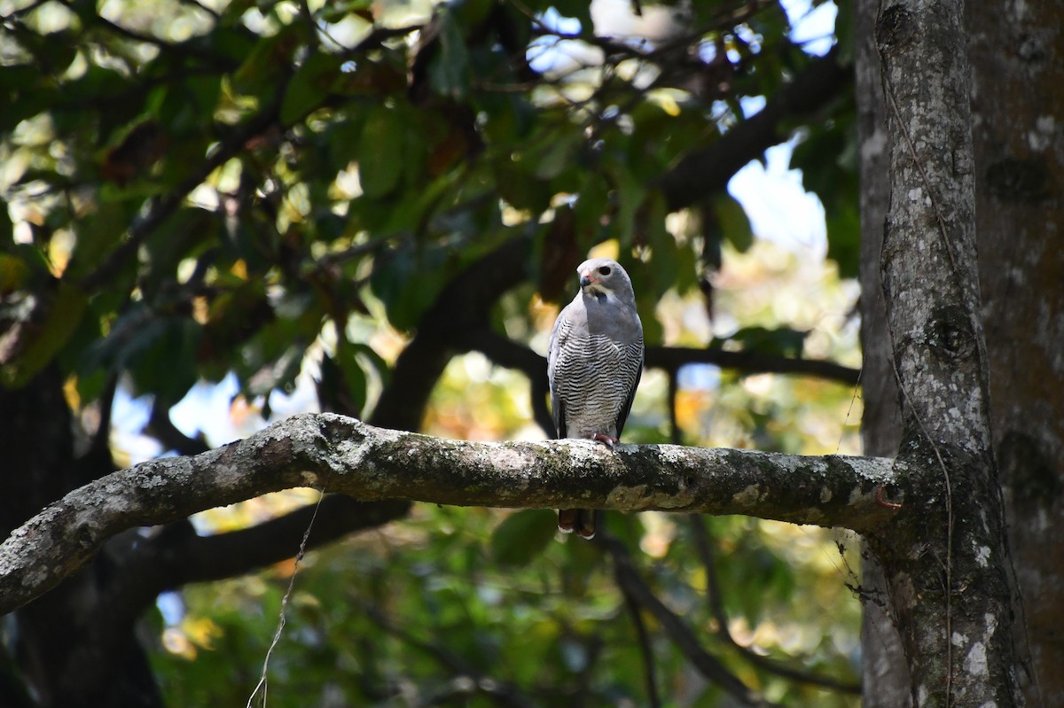 Lizard Buzzard - ML647756651