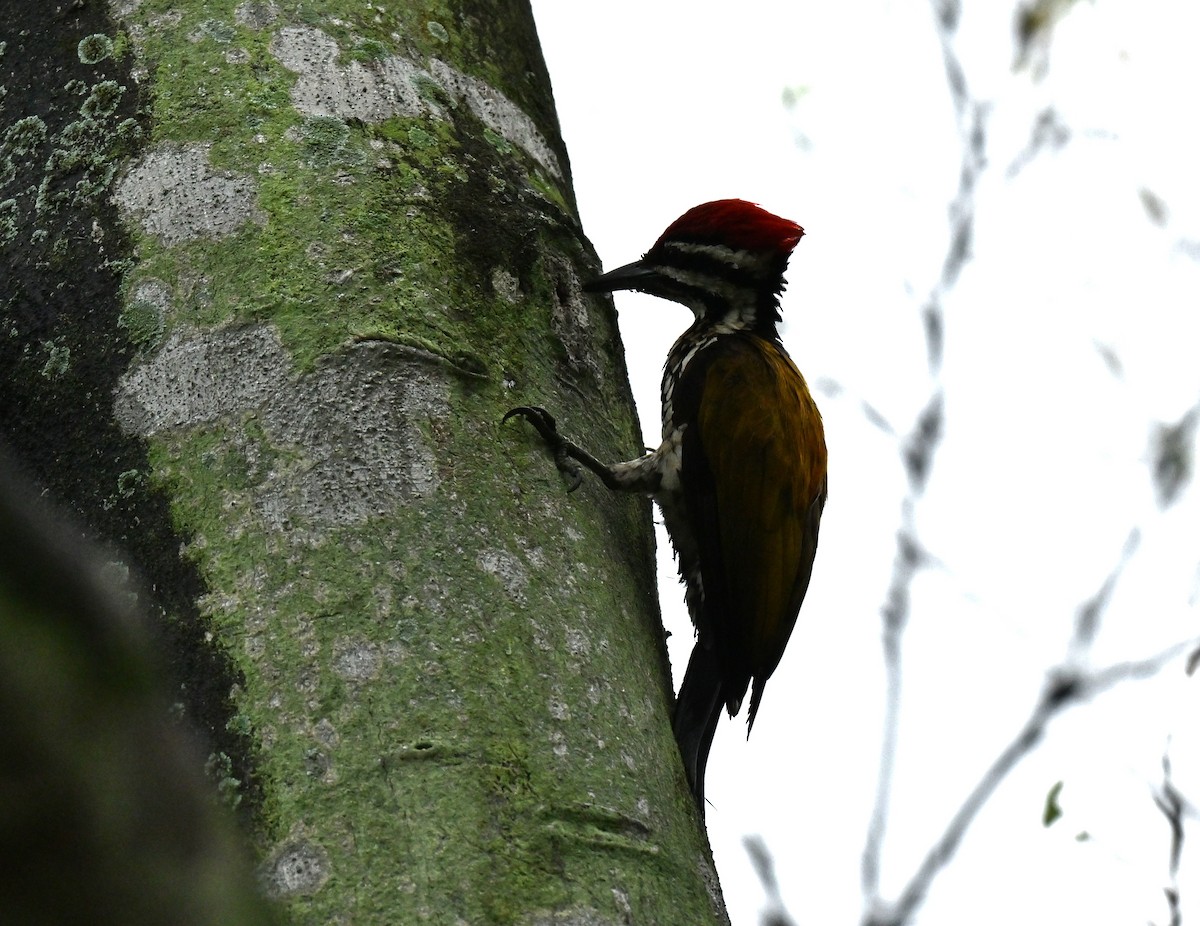 Pic à dos rouge - ML647756655