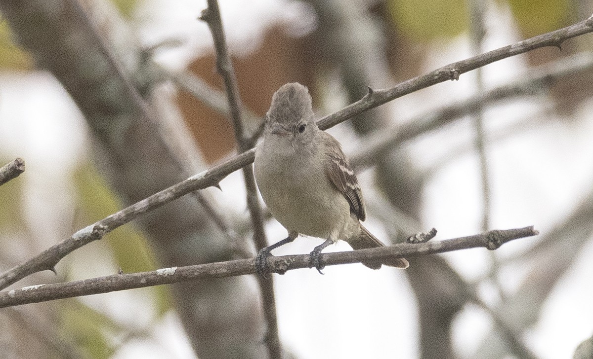 Mosquerito Silbón - ML647756657