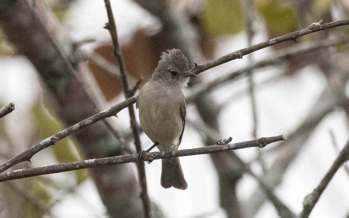 Mosquerito Silbón - ML647756660