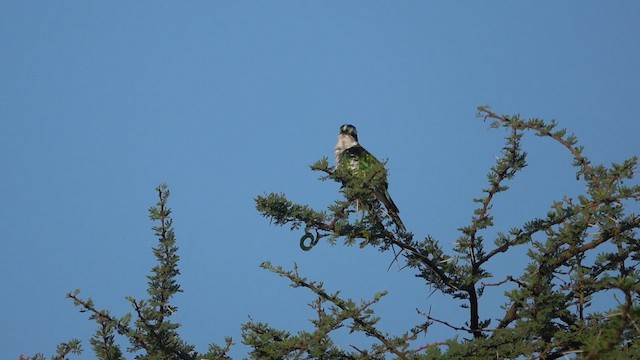 Dideric Cuckoo - ML647756662