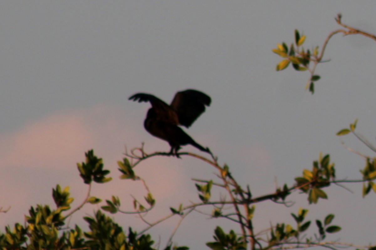 Cormorán Biguá - ML647756663