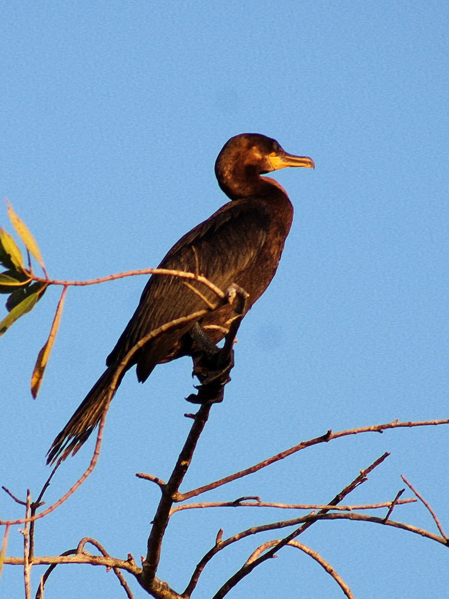 Cormorán Biguá - ML647756664