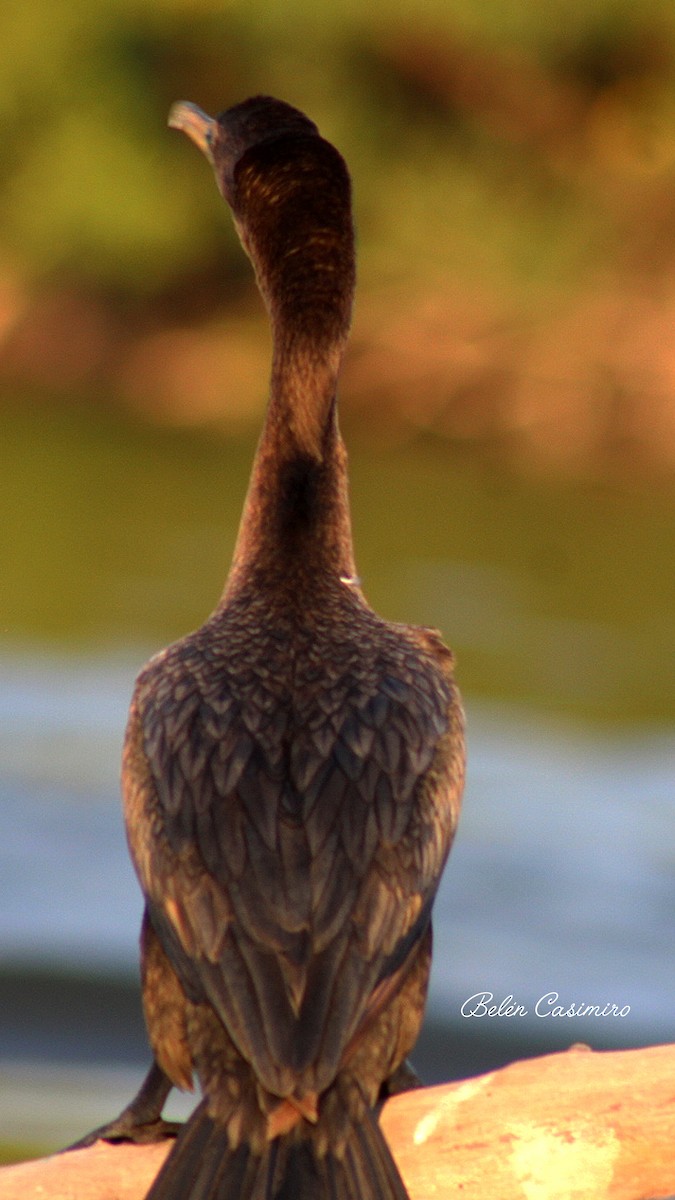 Cormorán Biguá - ML647756665