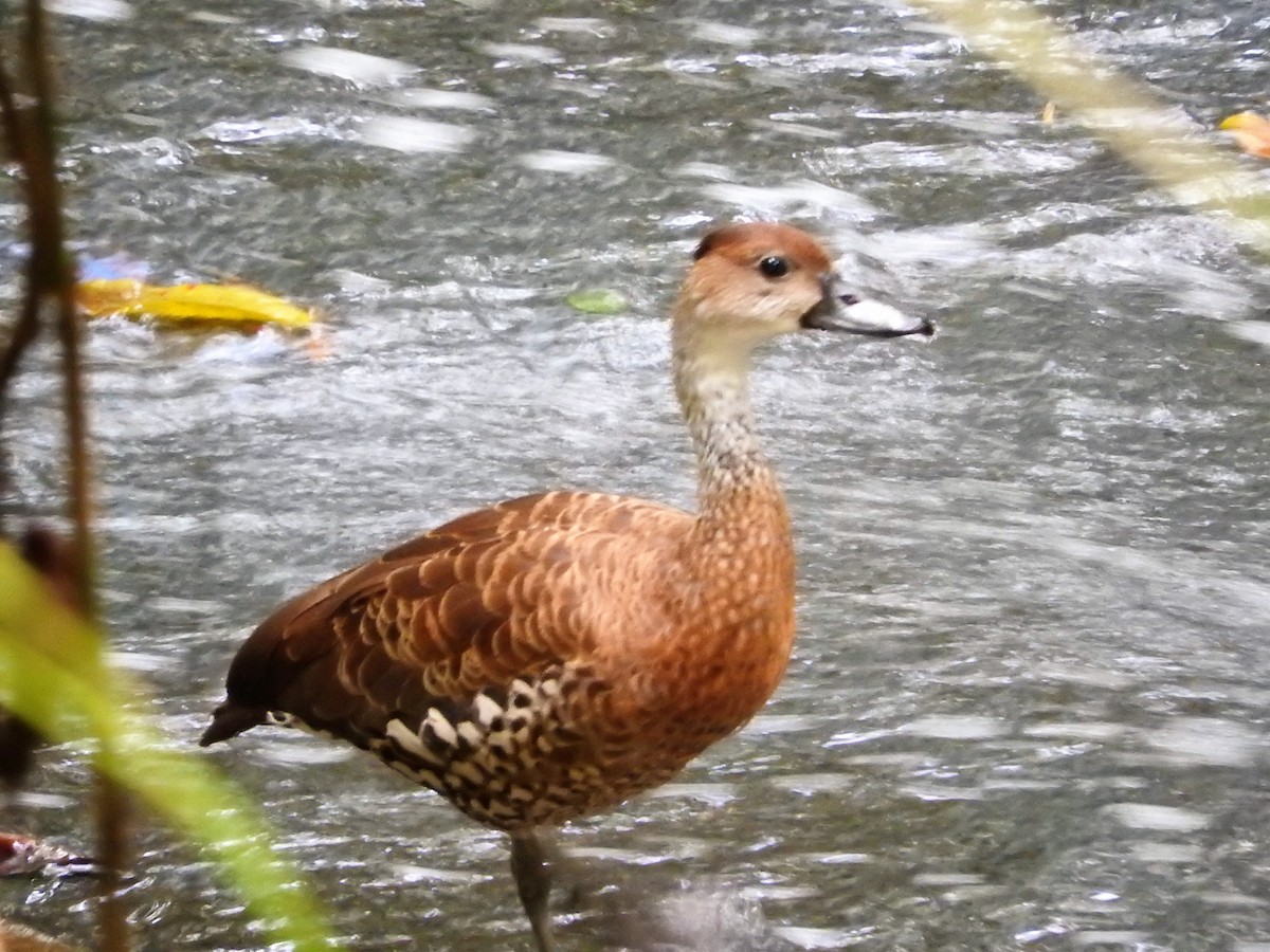 Suirirí Yaguaza - ML647756666