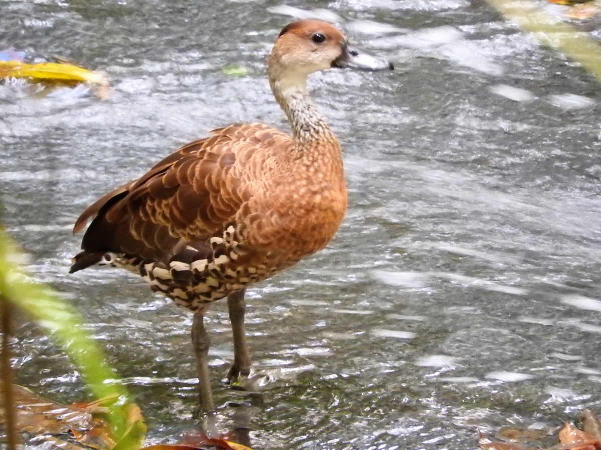 Suirirí Yaguaza - ML647756667