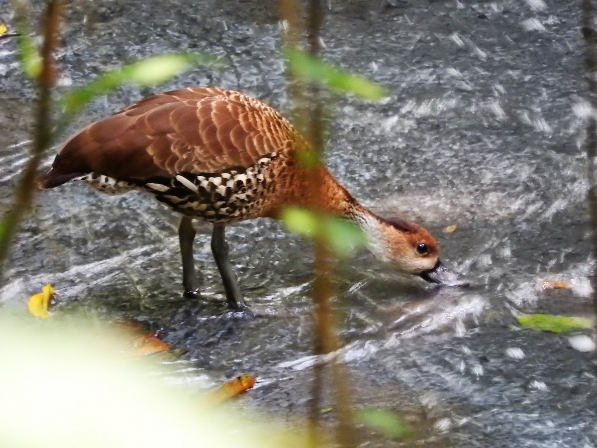 Suirirí Yaguaza - ML647756668