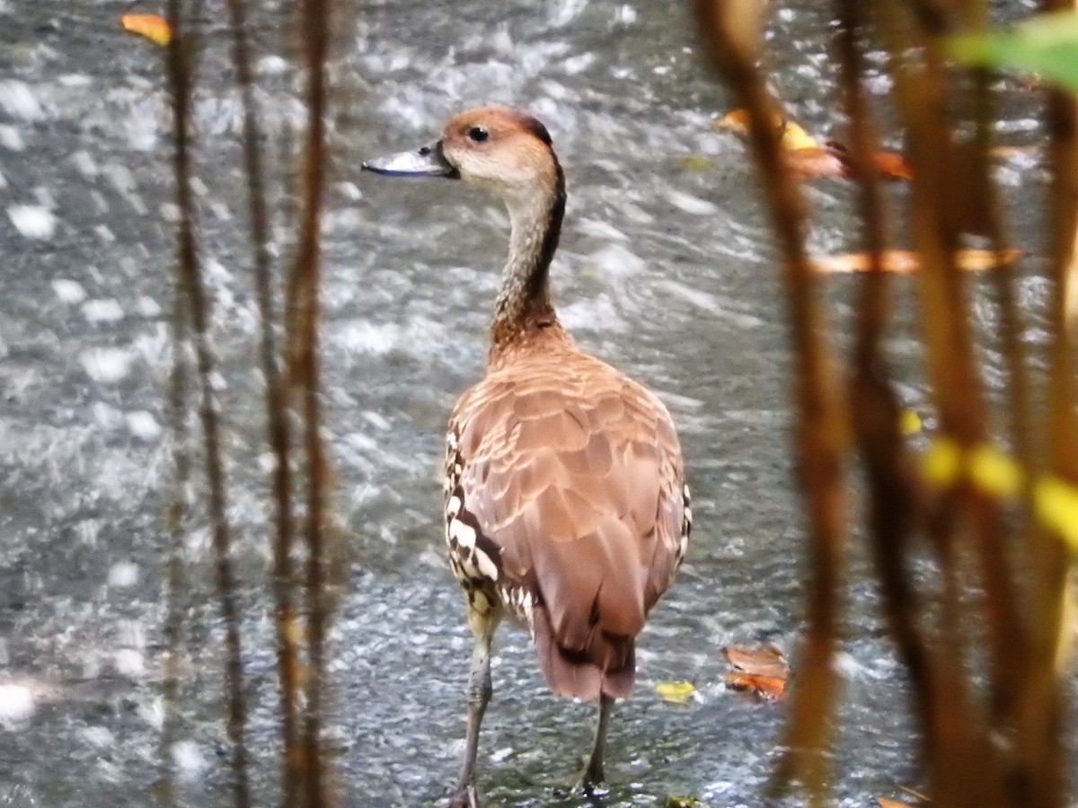 Suirirí Yaguaza - ML647756669