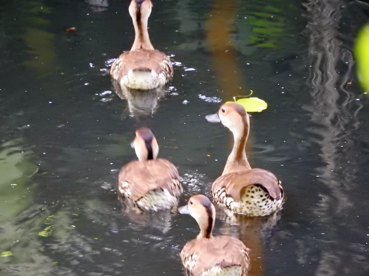 Suirirí Yaguaza - ML647756670