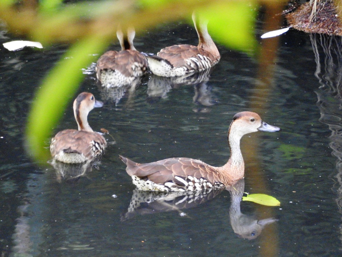 Suirirí Yaguaza - ML647756671