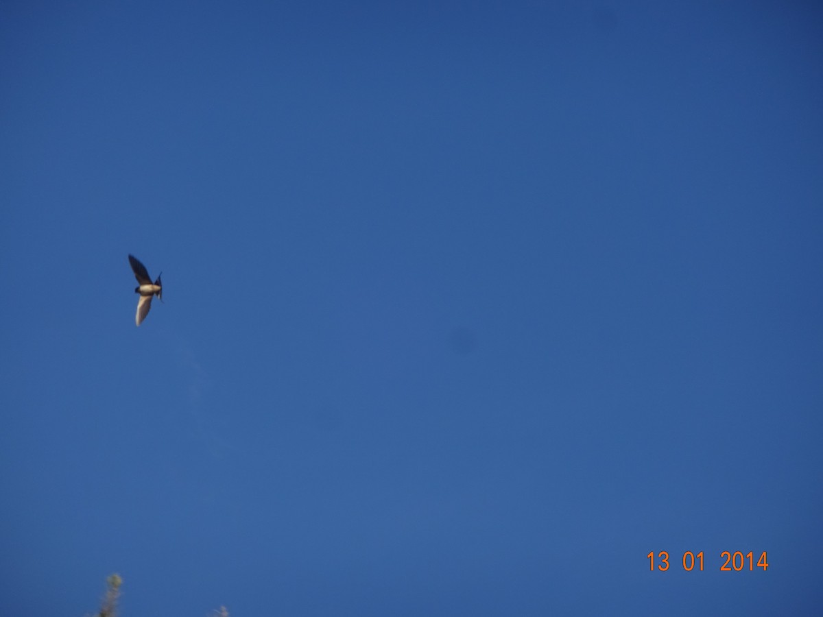 Golondrina Parda - ML647756673