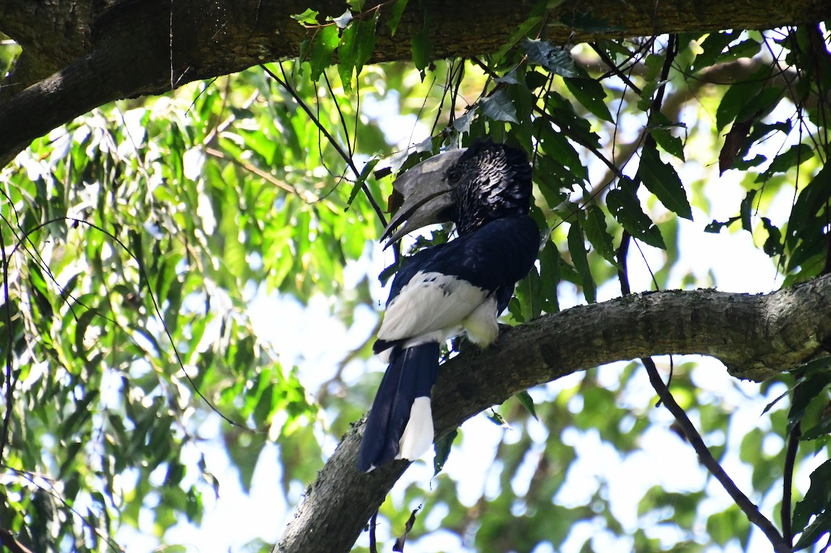 Cálao Carigrís - ML647756674