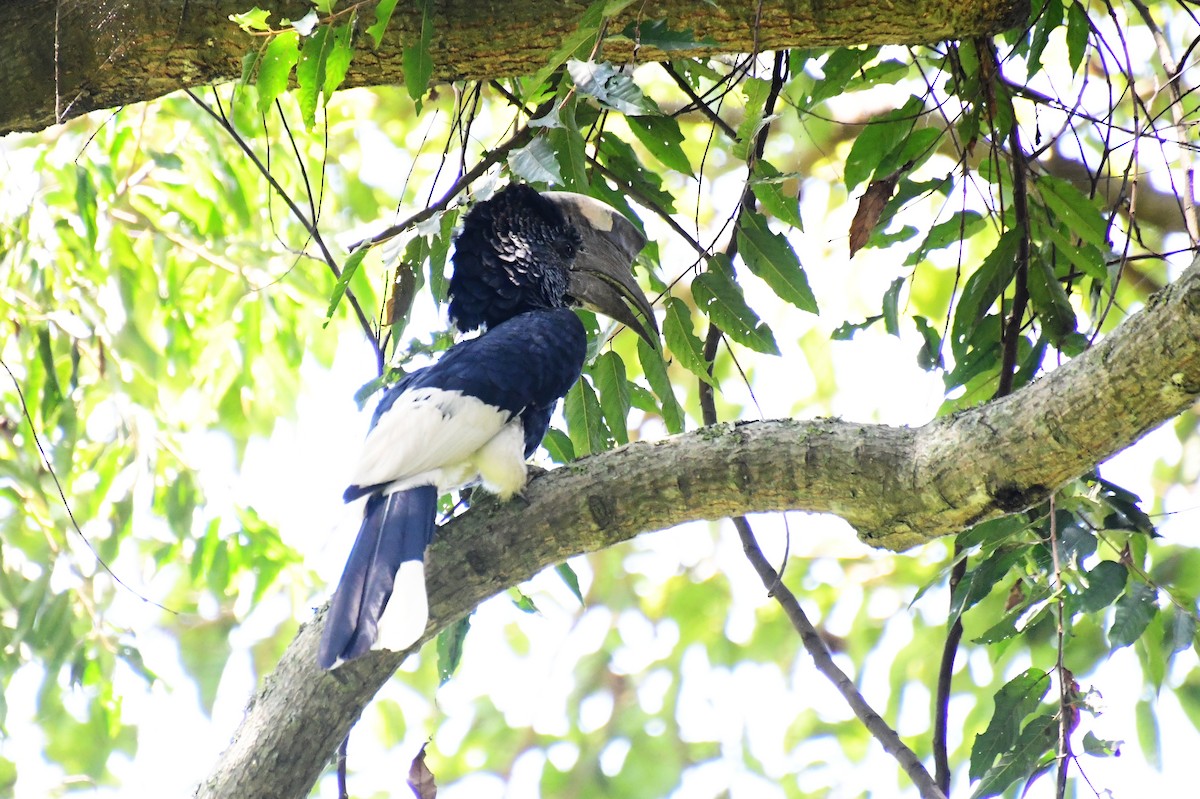 Cálao Carigrís - ML647756675