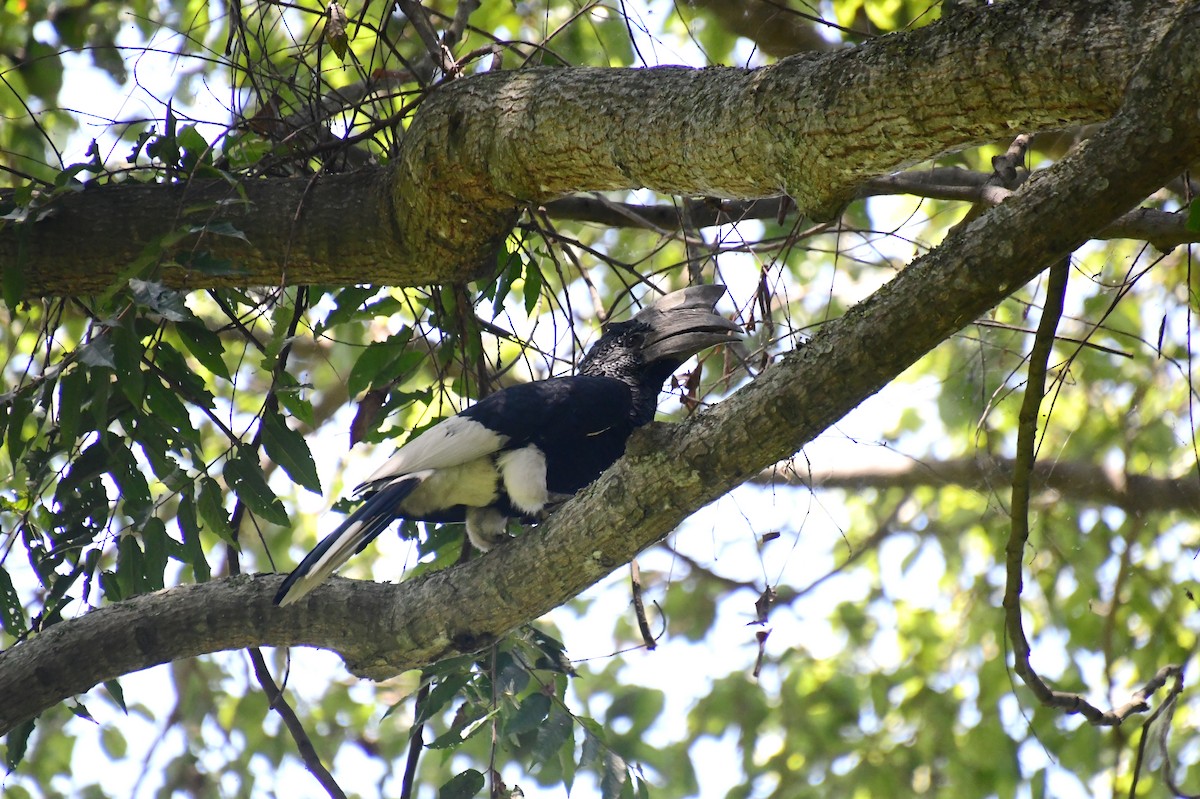 Cálao Carigrís - ML647756676