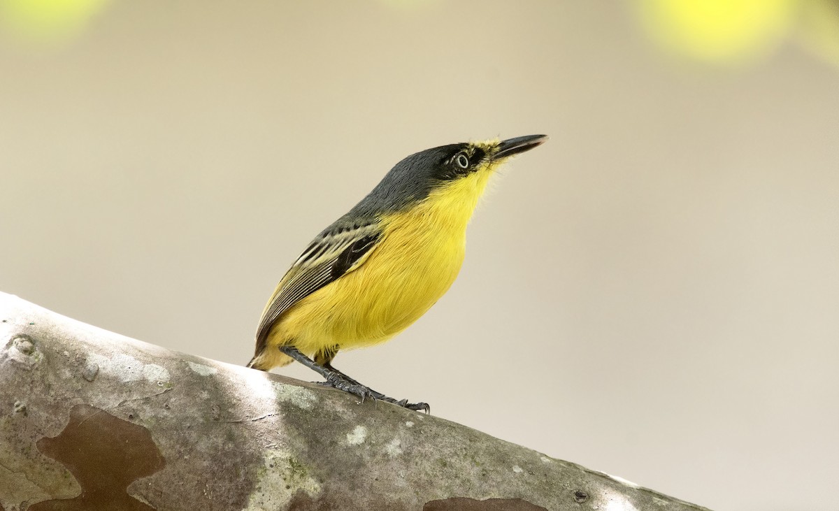 Titirijí Común - ML647756679